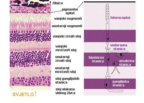 Retina hist-shema.GIF (59183 bytes)