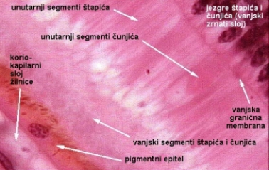 tapii i unjii vel-pov-oznake.jpg (79753 bytes)